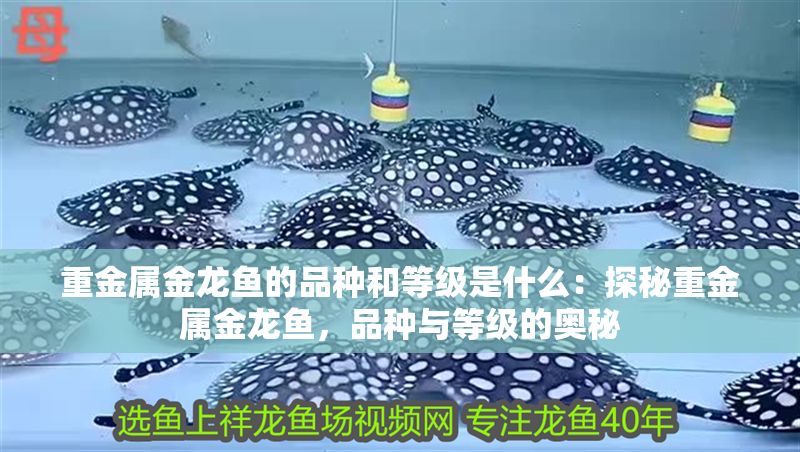 重金屬金龍魚的品種和等級是什么：探秘重金屬金龍魚，品種與等級的奧秘