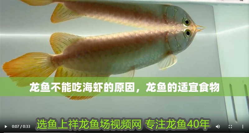 龍魚不能吃海蝦的原因，龍魚的適宜食物