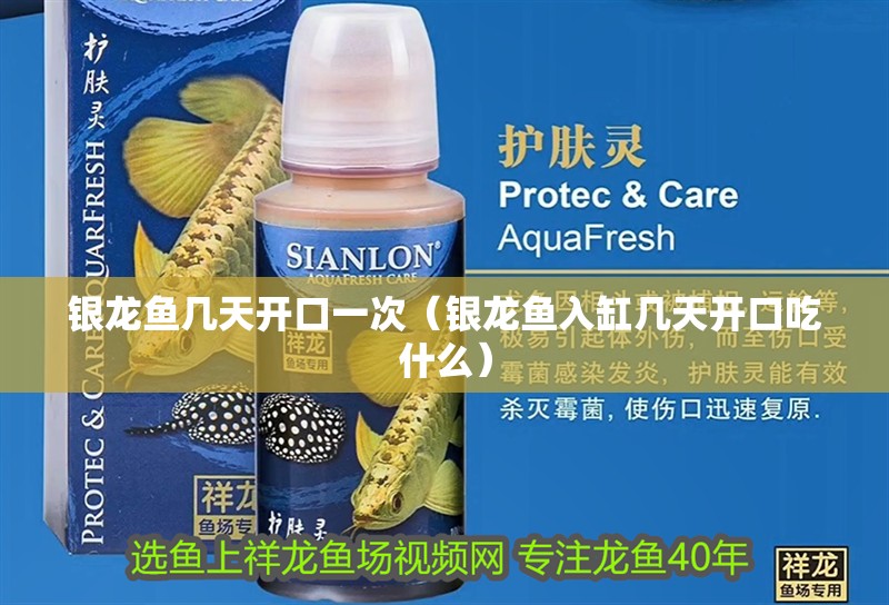 銀龍魚幾天開口一次（銀龍魚入缸幾天開口吃什么） 銀龍魚幾天開口一次（銀龍魚入缸幾天開口吃什么） 銀龍魚百科