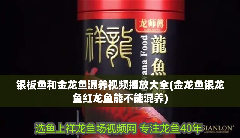 銀板魚和金龍魚混養(yǎng)視頻播放大全(金龍魚銀龍魚紅龍魚能不能混養(yǎng))