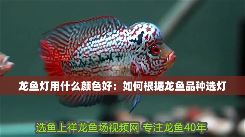 龍魚燈用什么顏色好：如何根據龍魚品種選燈
