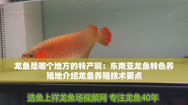 龍魚是哪個地方的特產?。簴|南亞龍魚特色養殖地介紹龍魚養殖技術要點