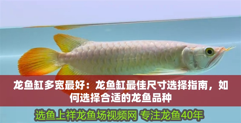 龍魚缸多寬最好：龍魚缸最佳尺寸選擇指南，如何選擇合適的龍魚品種 龍魚缸多寬最好：龍魚缸最佳尺寸選擇指南，如何選擇合適的龍魚品種 龍魚百科