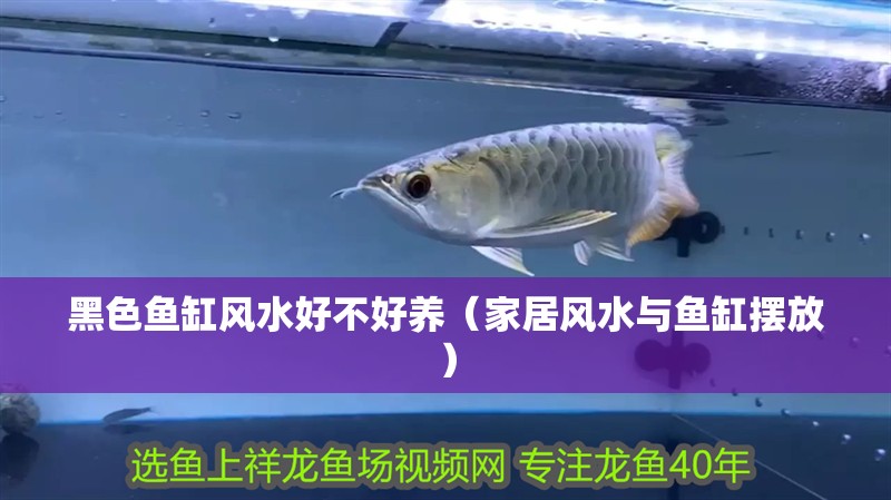 黑色魚缸風(fēng)水好不好養(yǎng)（家居風(fēng)水與魚缸擺放）