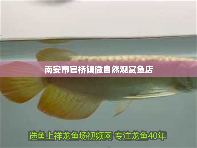<strong><mark>南安</mark></strong>市官橋鎮(zhèn)微自然觀賞魚(yú)店