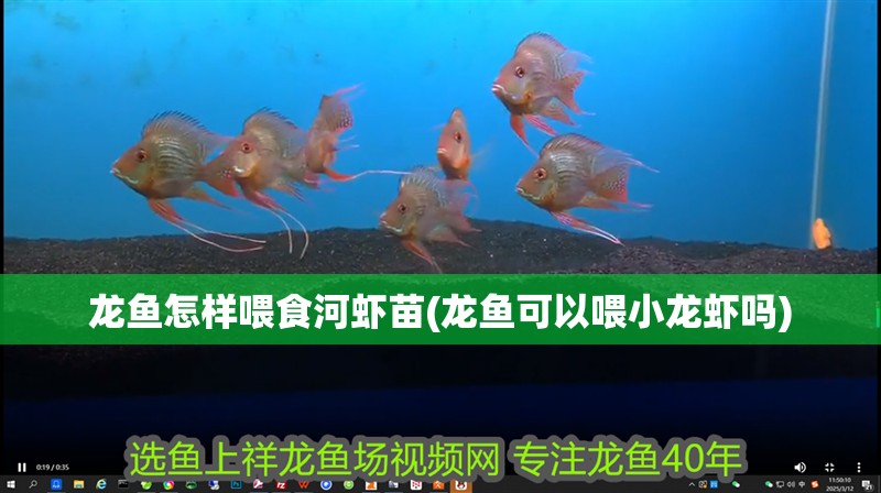 龍魚怎樣喂食河蝦苗(龍魚可以喂小龍蝦嗎) 龍魚怎樣喂食河蝦苗(龍魚可以喂小龍蝦嗎) 魚缸百科