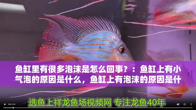 魚缸里有很多泡沫是怎么回事？：魚缸上有小氣泡的原因是什么，魚缸上有泡沫的原因是什么 魚缸里有很多泡沫是怎么回事？：魚缸上有小氣泡的原因是什么，魚缸上有泡沫的原因是什么 魚缸百科
