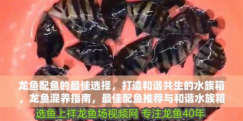 龍魚配魚的最佳選擇，打造和諧共生的水族箱，龍魚混養(yǎng)指南，最佳配魚推薦與和諧水族箱打造