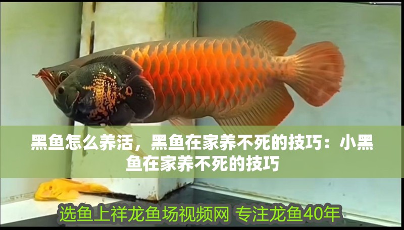黑魚怎么養活，黑魚在家養不死的技巧：小黑魚在家養不死的技巧 黑魚怎么養活，黑魚在家養不死的技巧：小黑魚在家養不死的技巧 魚缸百科