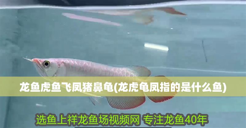 龍魚虎魚飛鳳豬鼻龜(龍虎龜鳳指的是什么魚) 豬鼻龜百科 第1張 龍魚虎魚飛鳳豬鼻龜(龍虎龜鳳指的是什么魚) 龍魚虎魚飛鳳豬鼻龜(龍虎龜鳳指的是什么魚) 豬鼻龜百科 第1張