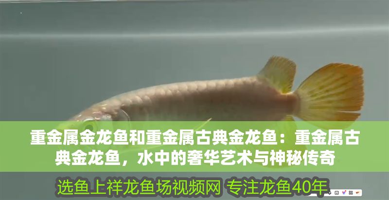 重金屬金龍魚和重金屬古典金龍魚：重金屬古典金龍魚，水中的奢華藝術與神秘傳奇