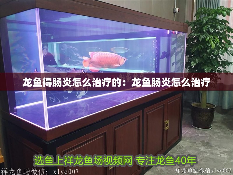 龍魚得腸炎怎么治療的：龍魚腸炎怎么治療