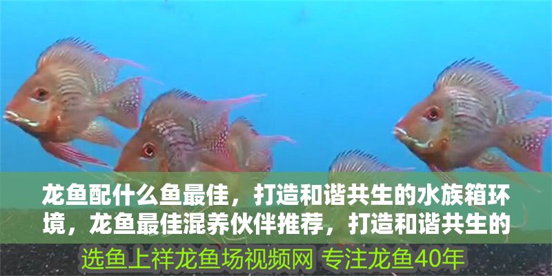 龍魚配什么魚最佳,打造和諧共生的水族箱環境,龍魚最佳混養伙伴推薦,打造和諧共生的水族箱環境 龍魚百科 第1張 龍魚配什么魚最佳,打造和諧共生的水族箱環境,龍魚最佳混養伙伴推薦,打造和諧共生的水族箱環境 龍魚配什么魚最佳,打造和諧共生的水族箱環境,龍魚最佳混養伙伴推薦,打造和諧共生的水族箱環境 龍魚百科 第1張