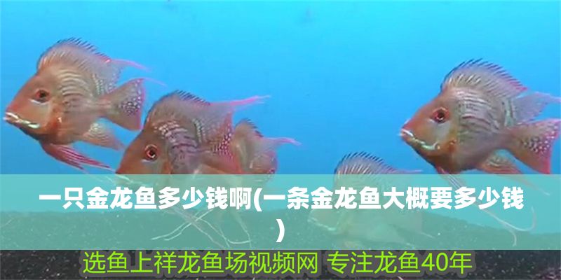 一只金龍魚多少錢啊(一條金龍魚大概要多少錢) 一只金龍魚多少錢啊(一條金龍魚大概要多少錢) 魚缸百科 第1張