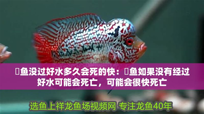 魟魚沒過好水多久會死的快：魟魚如果沒有經過好水可能會死亡，可能會很快死亡