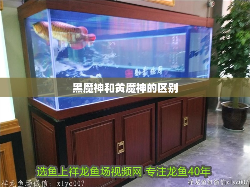 什么魚能和龍魚、虎魚混養(龍魚能和虎魚混養嗎) 黑魔神和黃魔神的區別 龍魚論壇 黑魔神和黃魔神的區別 黑魔神和黃魔神的區別 龍魚論壇