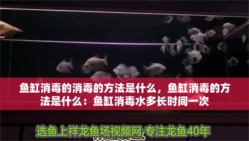 魚缸消毒的消毒的方法是什么，魚缸消毒的方法是什么：魚缸消毒水多長時間一次 魚缸消毒的消毒的方法是什么，魚缸消毒的方法是什么：魚缸消毒水多長時間一次 魚缸百科