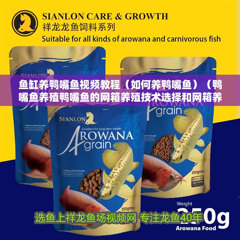 魚缸養鴨嘴魚視頻教程（如何養鴨嘴魚）（鴨嘴魚養殖鴨嘴魚的網箱養殖技術選擇和網箱養殖技術）