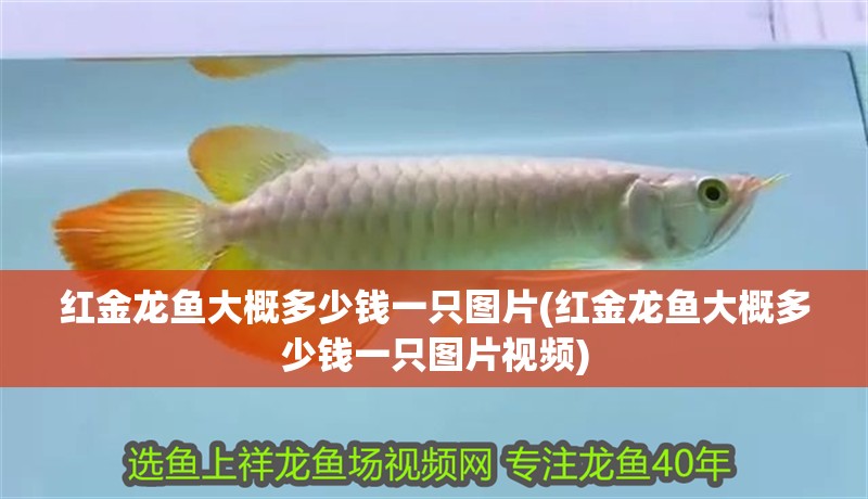紅金龍魚大概多少錢一只圖片(紅金龍魚大概多少錢一只圖片視頻)