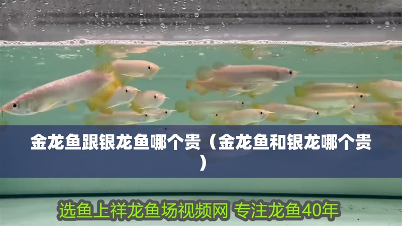 金龍魚跟銀龍魚哪個貴（金龍魚和銀龍哪個貴） 金龍魚跟銀龍魚哪個貴（金龍魚和銀龍哪個貴） 銀龍魚百科