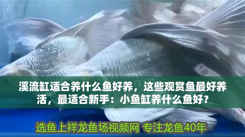 溪流缸適合養(yǎng)什么魚好養(yǎng)，這些觀賞魚最好養(yǎng)活，最適合新手：小魚缸養(yǎng)什么魚好？ 溪流缸適合養(yǎng)什么魚好養(yǎng)，這些觀賞魚最好養(yǎng)活，最適合新手：小魚缸養(yǎng)什么魚好？ 魚缸百科