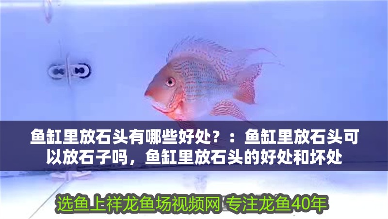 龍魚干蝦有營養嗎 魚缸里放石頭有哪些好處?:魚缸里放石頭可以放石子嗎,魚缸里放石頭的好處和壞處 魚缸百科 魚缸里放石頭有哪些好處?:魚缸里放石頭可以放石子嗎,魚缸里放石頭的好處和壞處 魚缸里放石頭有哪些好處?:魚缸里放石頭可以放石子嗎,魚缸里放石頭的好處和壞處 魚缸百科
