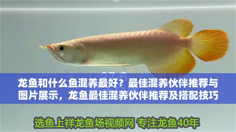 龍魚和什么魚混養最好？最佳混養伙伴推薦與圖片展示，龍魚最佳混養伙伴推薦及搭配技巧（附實拍展示圖） 龍魚和什么魚混養最好？最佳混養伙伴推薦與圖片展示，龍魚最佳混養伙伴推薦及搭配技巧（附實拍展示圖） 龍魚百科 第1張