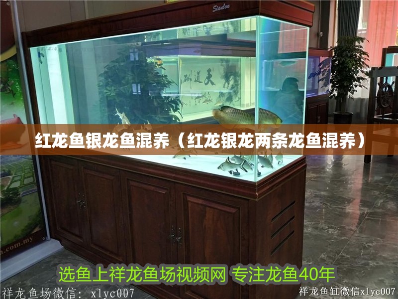 紅龍魚銀龍魚混養（紅龍銀龍兩條龍魚混養）