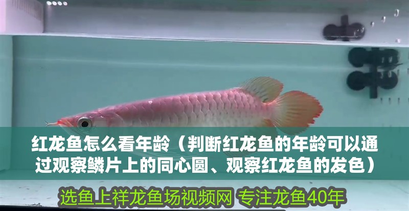 紅龍魚怎么看年齡（判斷紅龍魚的年齡可以通過觀察鱗片上的同心圓、觀察紅龍魚的發色）