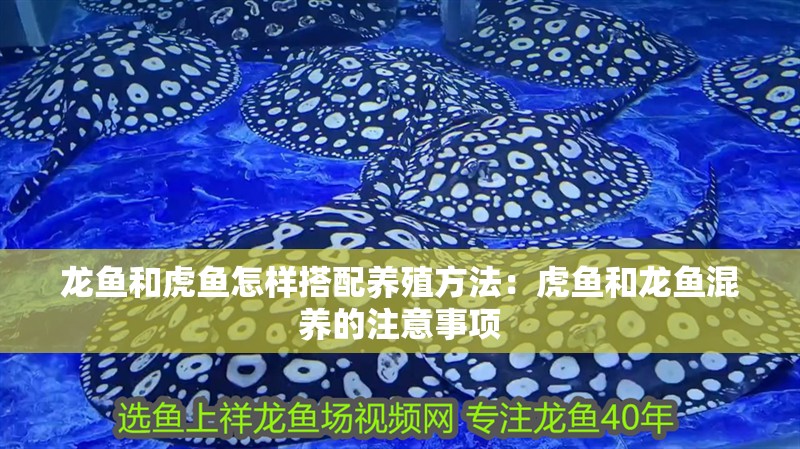 龍魚和虎魚怎樣搭配養殖方法：虎魚和龍魚混養的注意事項