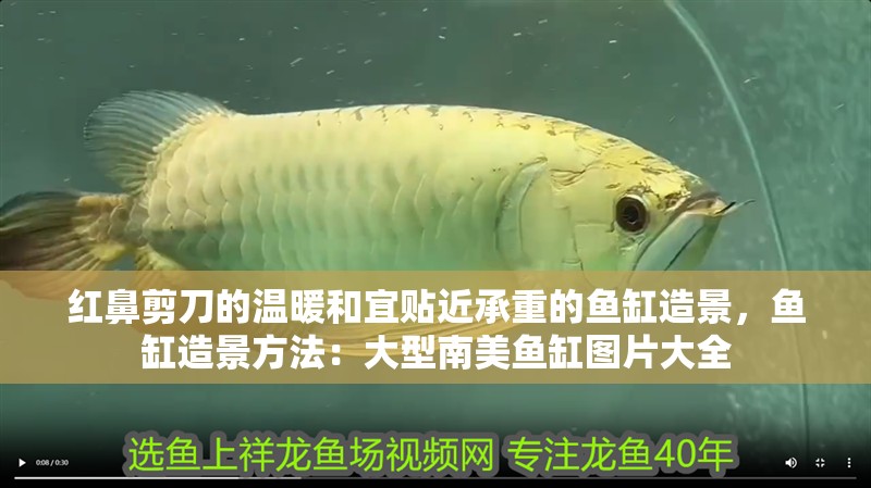 紅鼻剪刀的溫暖和宜貼近承重的魚缸造景，魚缸造景方法：大型南美魚缸圖片大全