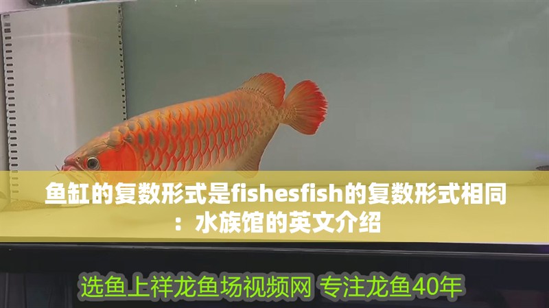 魚缸的復數形式是fishesfish的復數形式相同：水族館的英文介紹