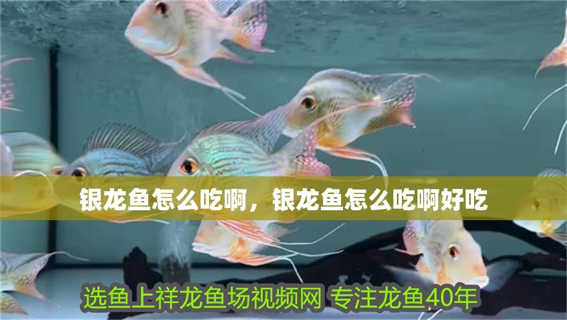 銀龍魚怎么吃啊，銀龍魚怎么吃啊好吃