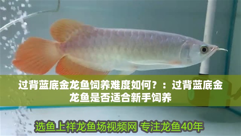 過(guò)背藍(lán)底金龍魚飼養(yǎng)難度如何？：過(guò)背藍(lán)底金龍魚是否適合新手飼養(yǎng)