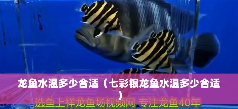 龍魚水溫多少合適（七彩銀龍魚水溫多少合適）