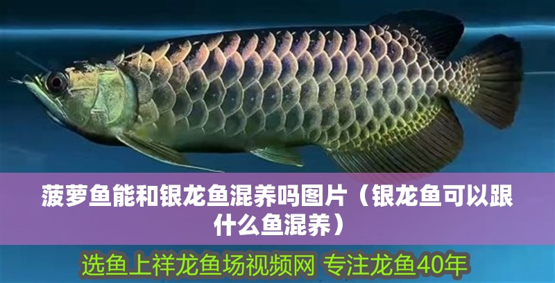 菠蘿魚能和銀龍魚混養嗎圖片（銀龍魚可以跟什么魚混養）