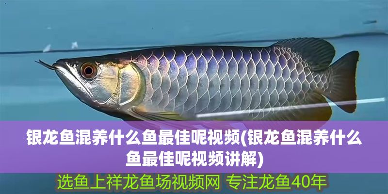 銀龍魚混養什么魚最佳呢視頻(銀龍魚混養什么魚最佳呢視頻講解)