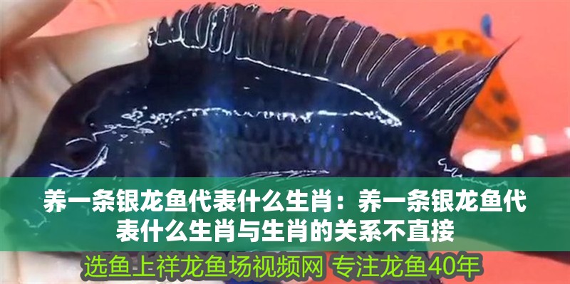 養一條銀龍魚代表什么生肖：養一條銀龍魚代表什么生肖與生肖的關系不直接