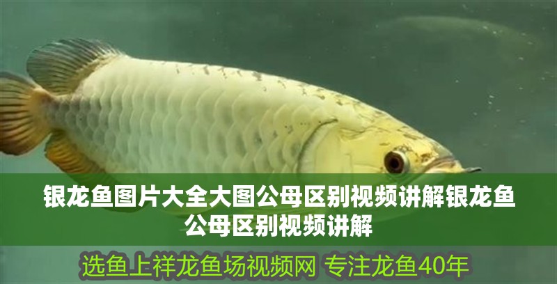 銀龍魚圖片大全大圖公母區別視頻講解銀龍魚公母區別視頻講解