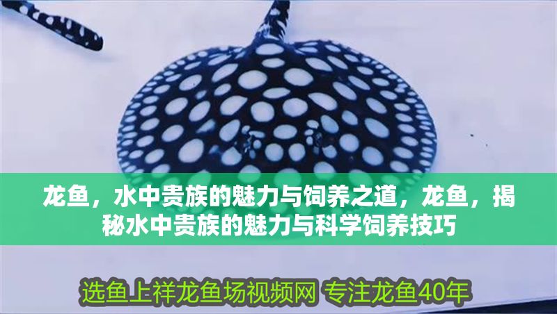 龍魚(yú)，水中貴族的魅力與飼養(yǎng)之道，龍魚(yú)，揭秘水中貴族的魅力與科學(xué)飼養(yǎng)技巧 龍魚(yú)，水中貴族的魅力與飼養(yǎng)之道，龍魚(yú)，揭秘水中貴族的魅力與科學(xué)飼養(yǎng)技巧 龍魚(yú)百科 第1張