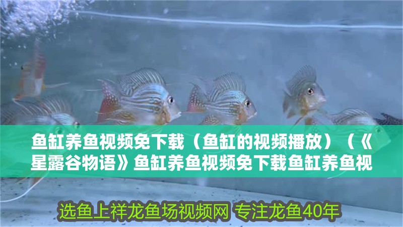 魚缸養魚視頻免下載（魚缸的視頻播放）（《星露谷物語》魚缸養魚視頻免下載魚缸養魚視頻免下載）