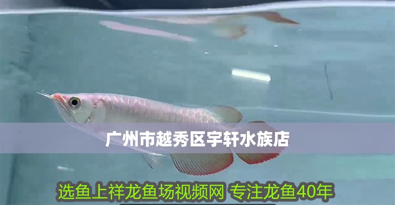 廣州市越秀區宇軒水族店