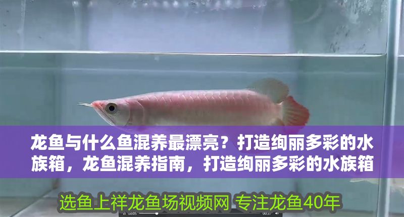 龍魚與什么魚混養最漂亮？打造絢麗多彩的水族箱，龍魚混養指南，打造絢麗多彩的水族箱最佳搭配