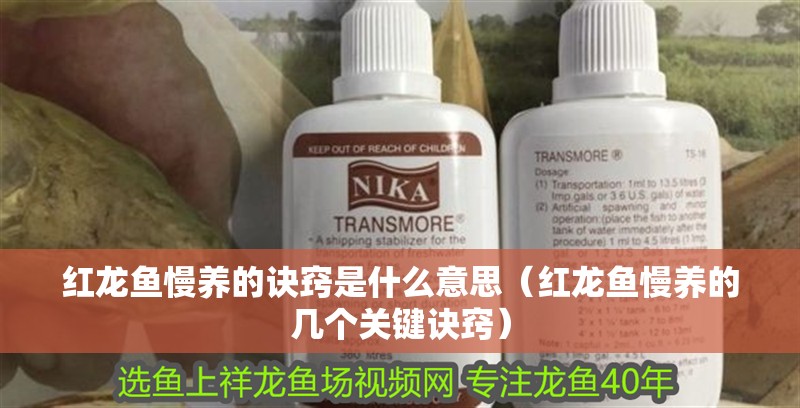 紅龍魚慢養的訣竅是什么意思（紅龍魚慢養的幾個關鍵訣竅）