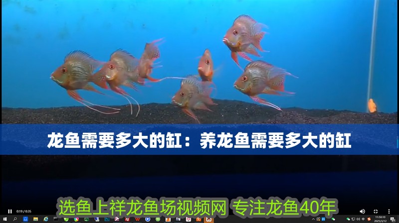龍魚需要多大的缸：養龍魚需要多大的缸 龍魚需要多大的缸：養龍魚需要多大的缸 龍魚百科