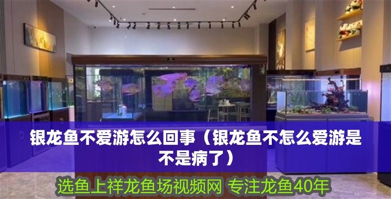 魚缸過濾器選購指南:自制魚缸過濾器魚缸上置過濾器對于養魚愛好者的必備知識 銀龍魚不愛游怎么回事(銀龍魚不怎么愛游是不是病了) 銀龍魚百科 銀龍魚不愛游怎么回事(銀龍魚不怎么愛游是不是病了) 銀龍魚不愛游怎么回事(銀龍魚不怎么愛游是不是病了) 銀龍魚百科