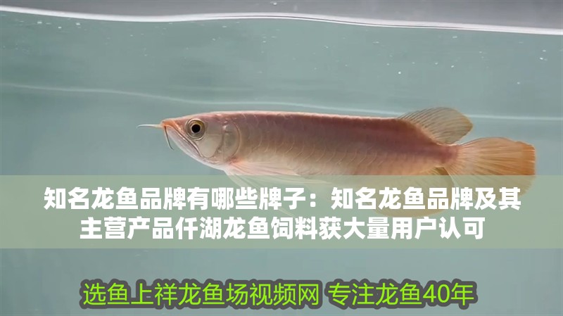 知名龍魚品牌有哪些牌子：知名龍魚品牌及其主營產品仟湖龍魚飼料獲大量用戶認可 知名龍魚品牌有哪些牌子：知名龍魚品牌及其主營產品仟湖龍魚飼料獲大量用戶認可 龍魚百科