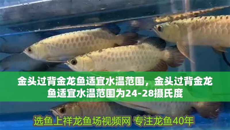 金頭過背金龍魚適宜水溫范圍，金頭過背金龍魚適宜水溫范圍為24-28攝氏度 金頭過背金龍魚適宜水溫范圍，金頭過背金龍魚適宜水溫范圍為24-28攝氏度 龍魚百科
