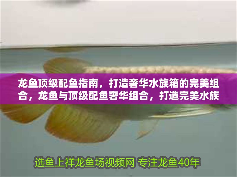 龍魚頂級配魚指南，打造奢華水族箱的完美組合，龍魚與頂級配魚奢華組合，打造完美水族箱指南 龍魚頂級配魚指南，打造奢華水族箱的完美組合，龍魚與頂級配魚奢華組合，打造完美水族箱指南 龍魚百科 第1張