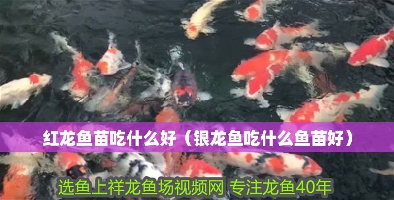 紅龍魚苗吃什么好（銀龍魚吃什么魚苗好）